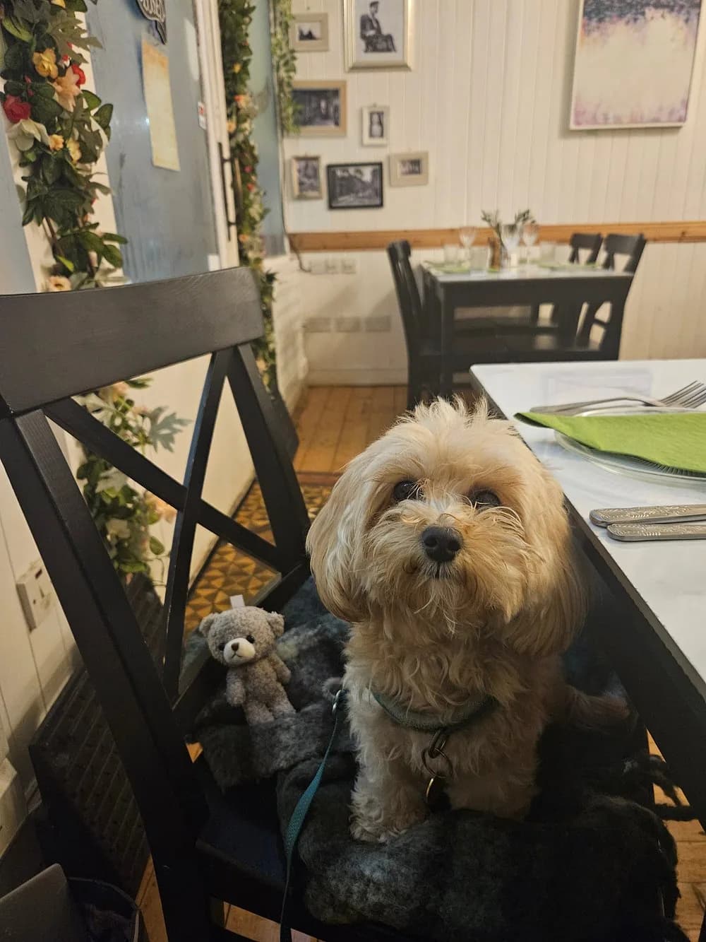 A four-legged guest